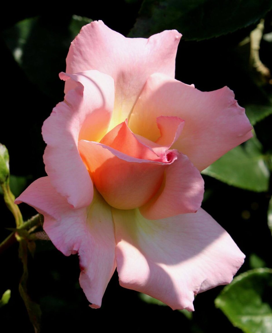 Роза плетистая компассион