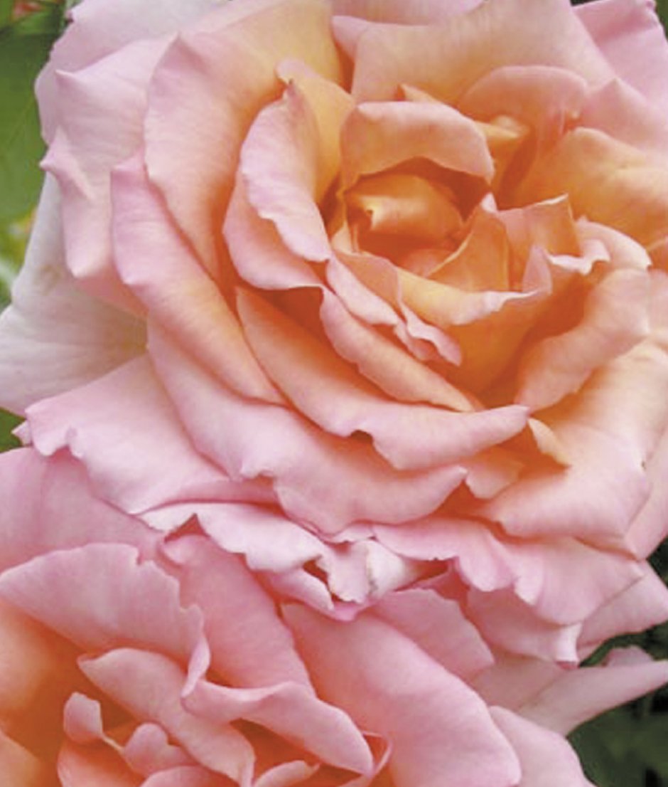 Роза чайно-гибридная Априкот