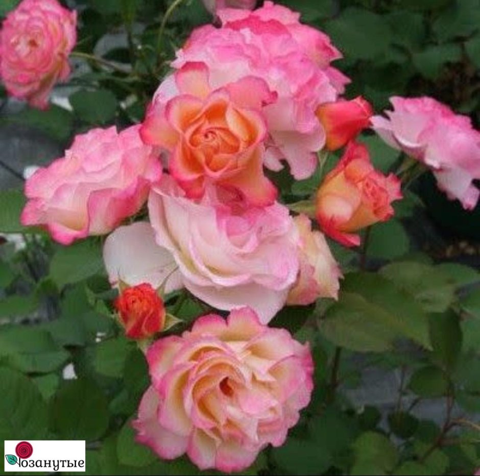 Роза Marseille en fleurs