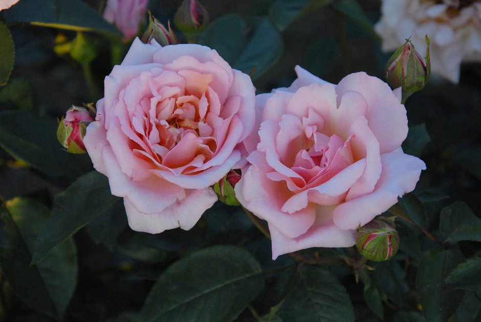 Rose compassion роза компашн