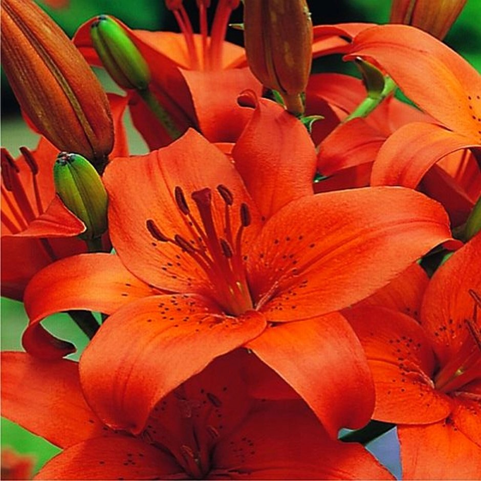 Лилия Asiatic Orange