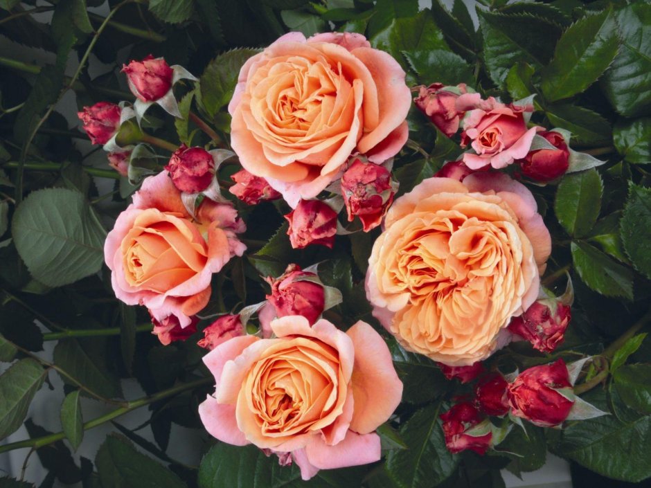 Роза роза Мэри Энн