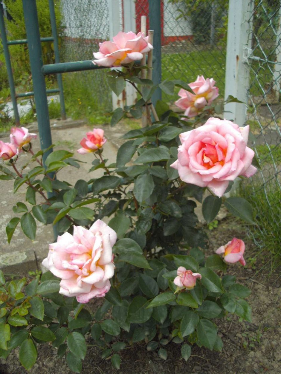 Роза плетистая компассион