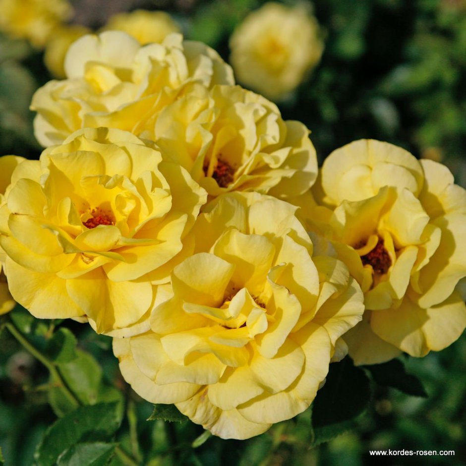 Фрезия Friesia роза