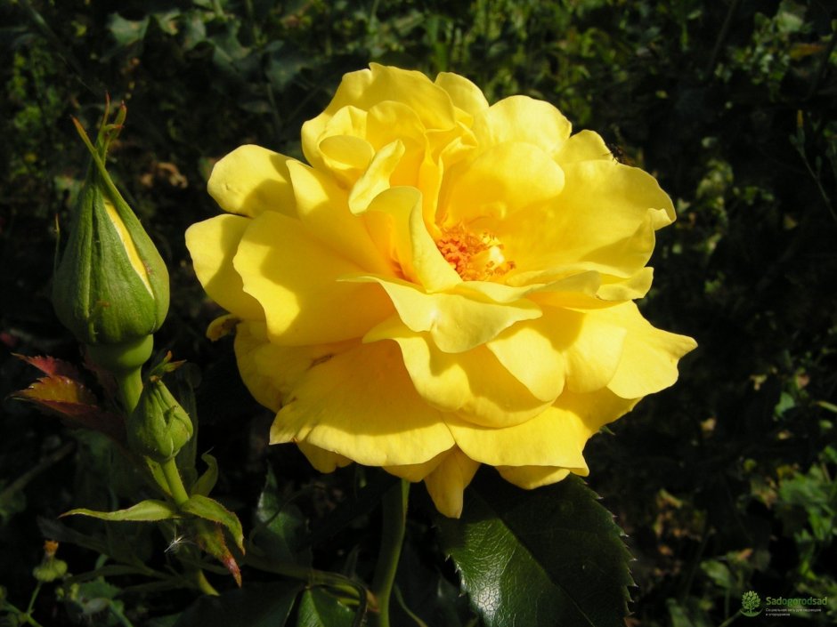 Роза флорибунда Friesia (фрезия)