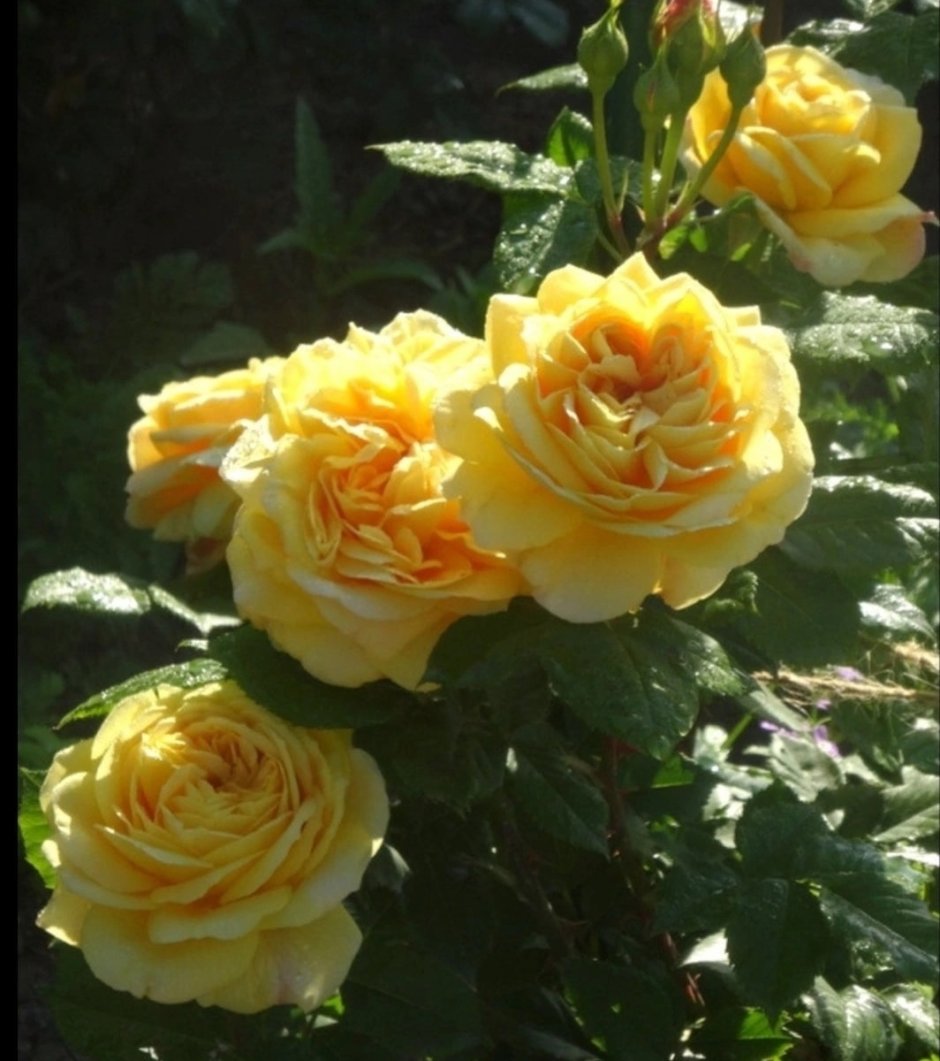 Роза Golden Zest (100 idees Jardin)