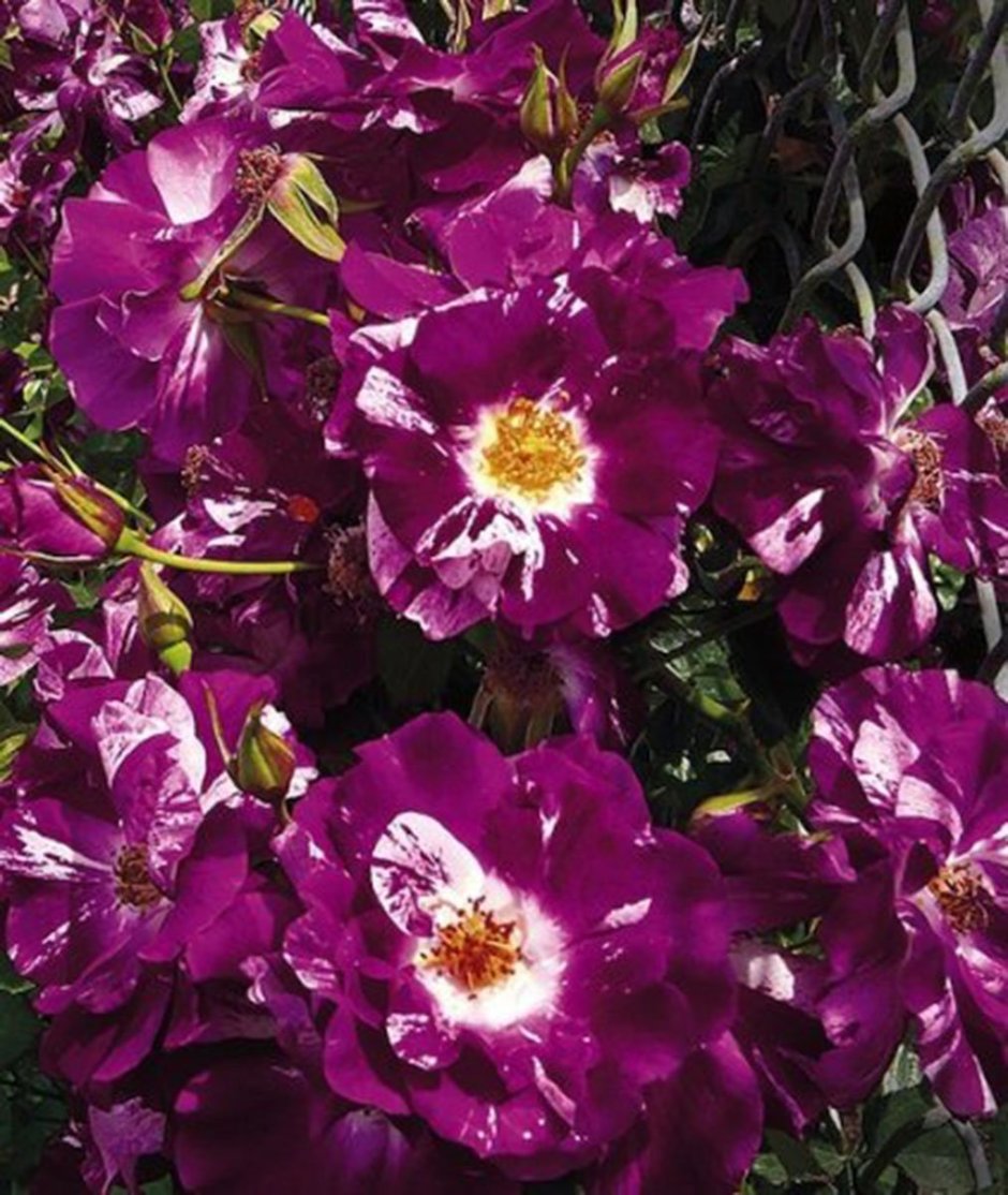 Purple Splash роза