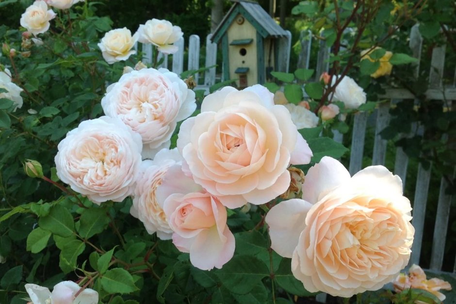 Крокус Роуз Crocus Rose роза