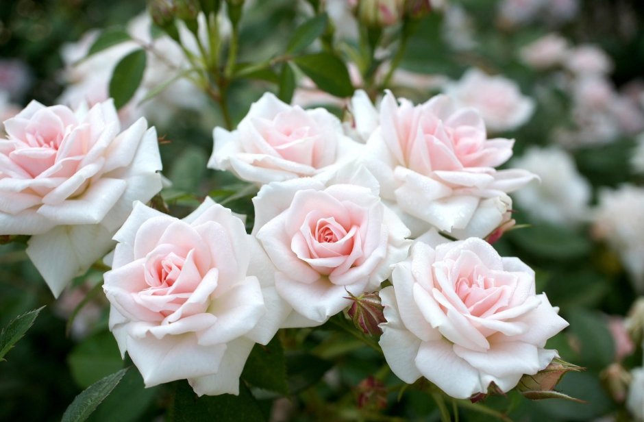 Роза тиара белая флорибунда