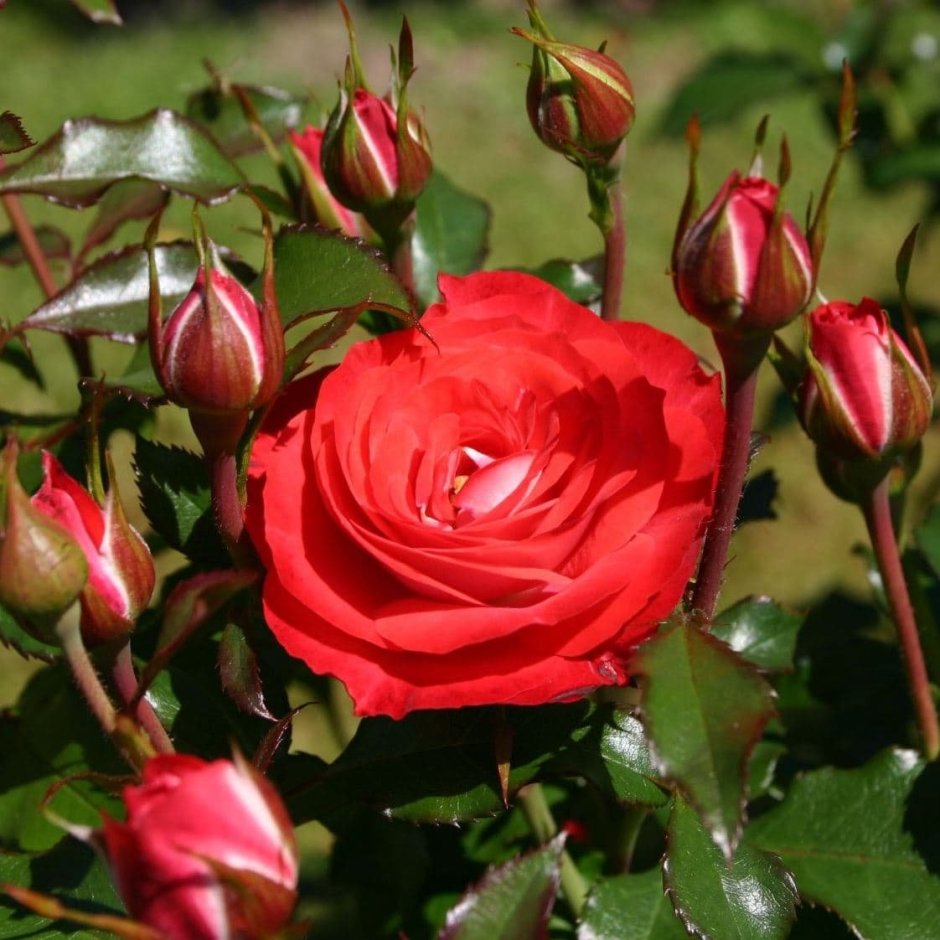 Роза флорибунда на кусте красная