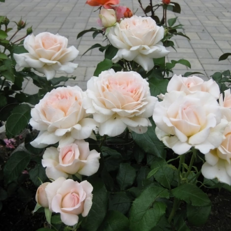 Роза штамбовая Чандос Бьюти