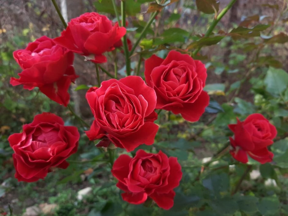 Селена (selena) роза