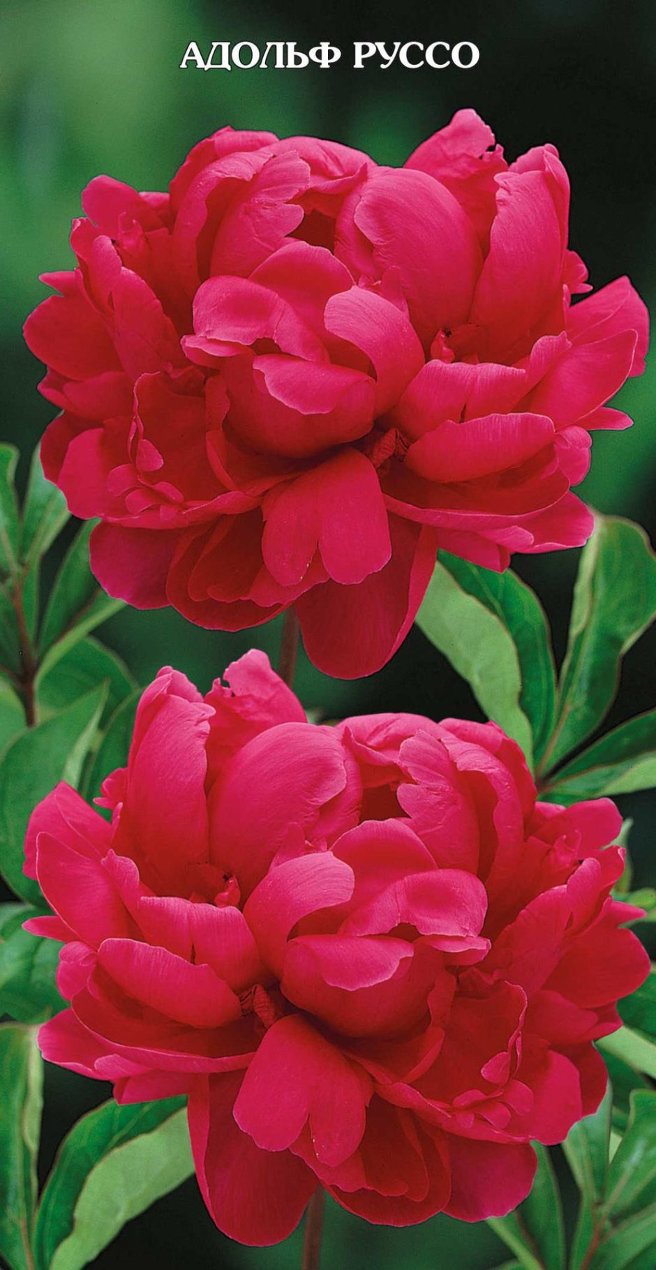 Пион молочноцветковый Adolphe Rousseau