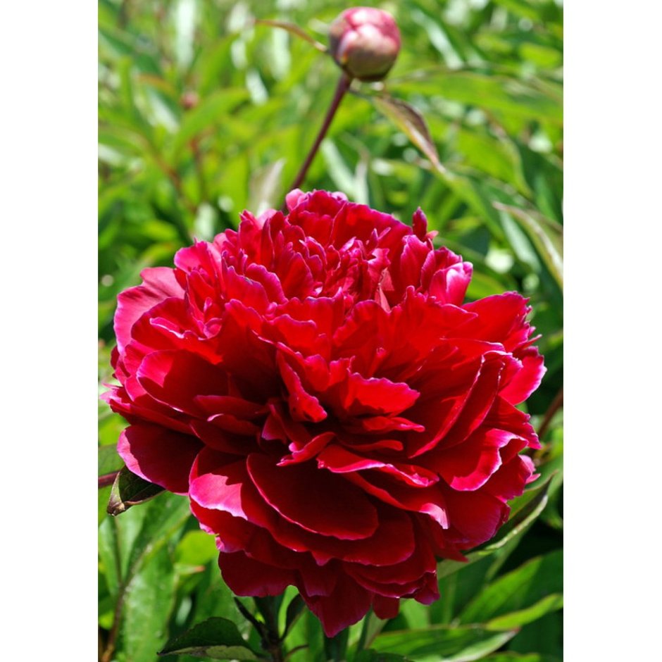 Пион молочноцветковый Red Sarah Bernhardt