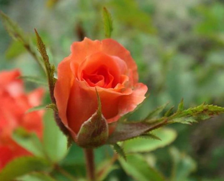 Роза оранж коралл