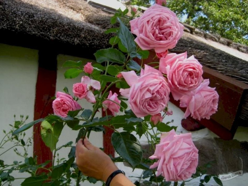 Роза Корал даун-роза плетистая