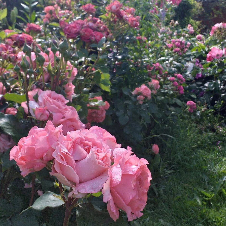 Парковые розы Алан Чичмарш
