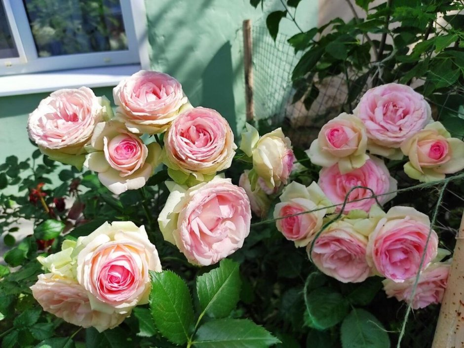 Роза цикламен Пьер де Ронсар