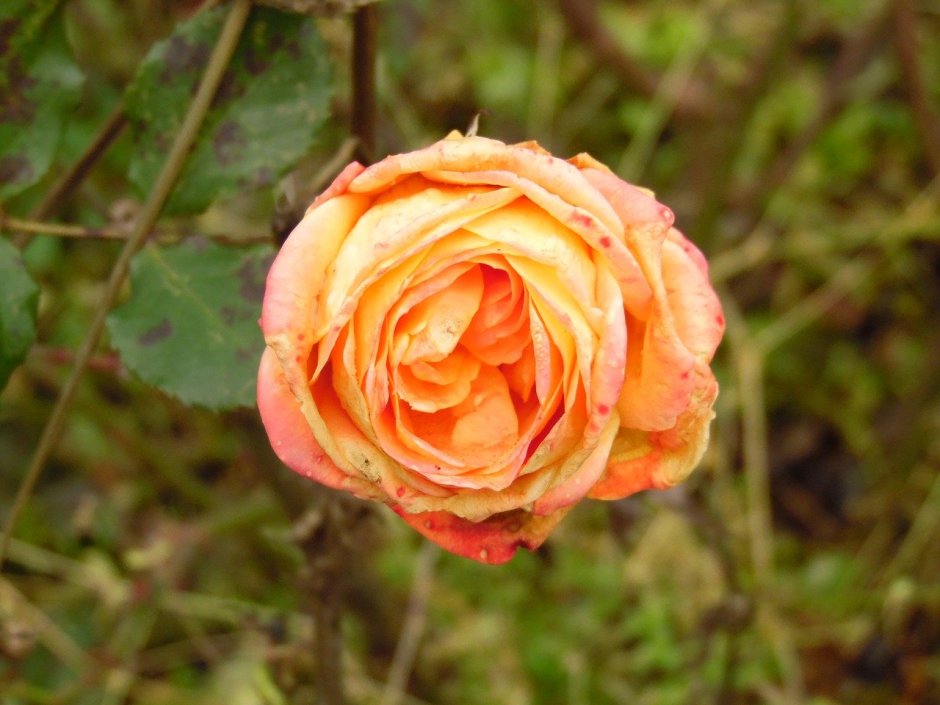 Роза оранж Триумф