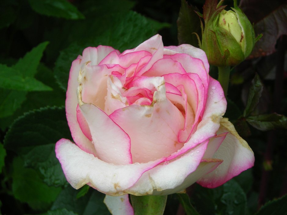 Роза чайно-гибридная дансинг Квин