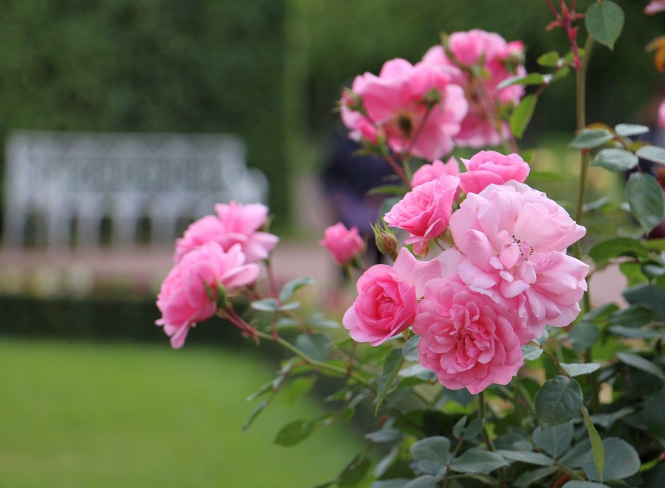 Rheinaupark Rose роза