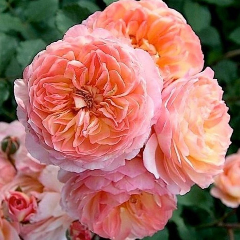 Andre Turcat роза