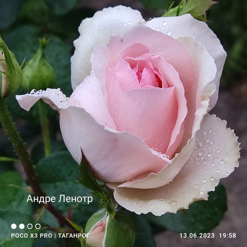Роза чайно-гибридная Андре Ле Нотр