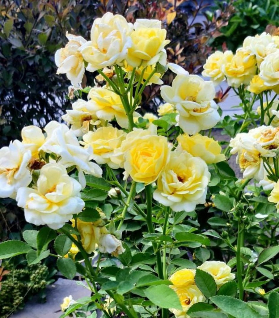 Жёлтая роза флорибунда Голден