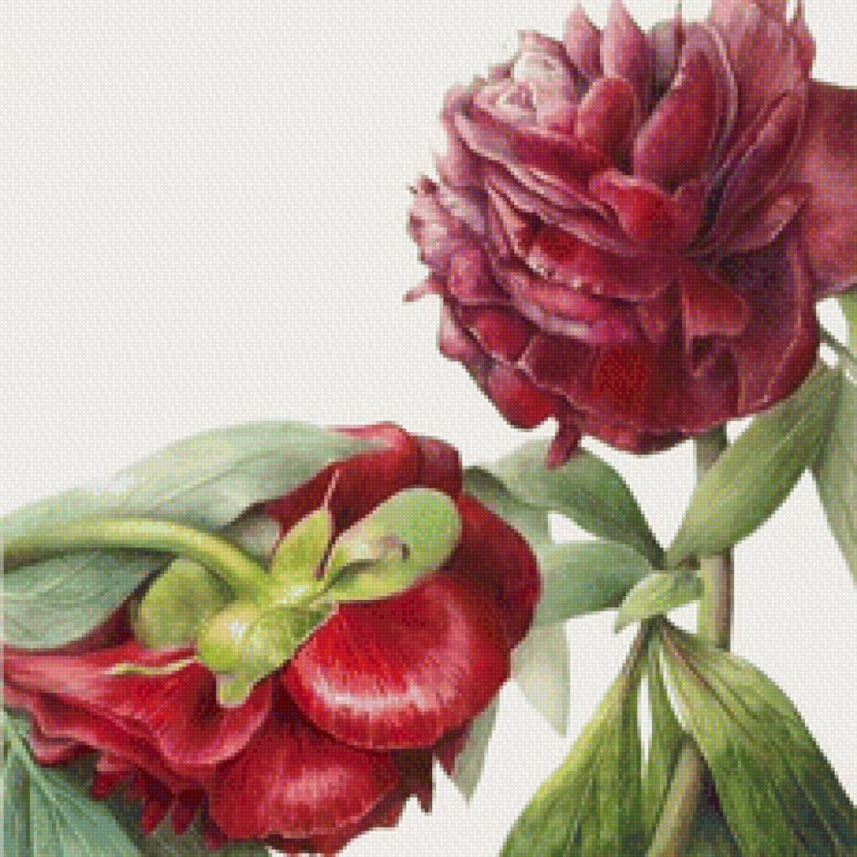 Ботанические иллюстрации Elaine Searle