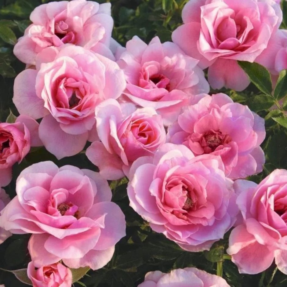 Роза миниатюрная розовая