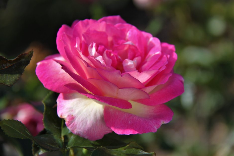 Sweet Delight роза