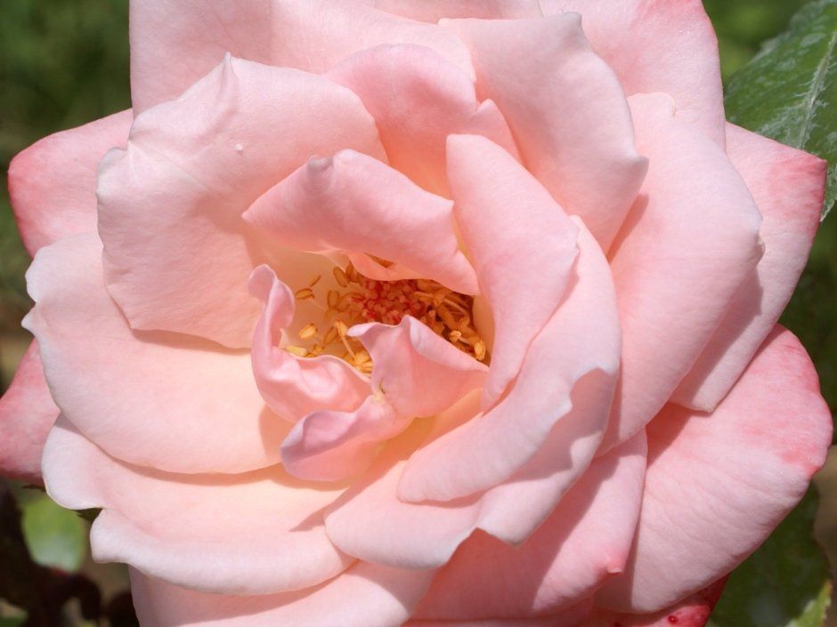 Свит Лагуна роза плетистая