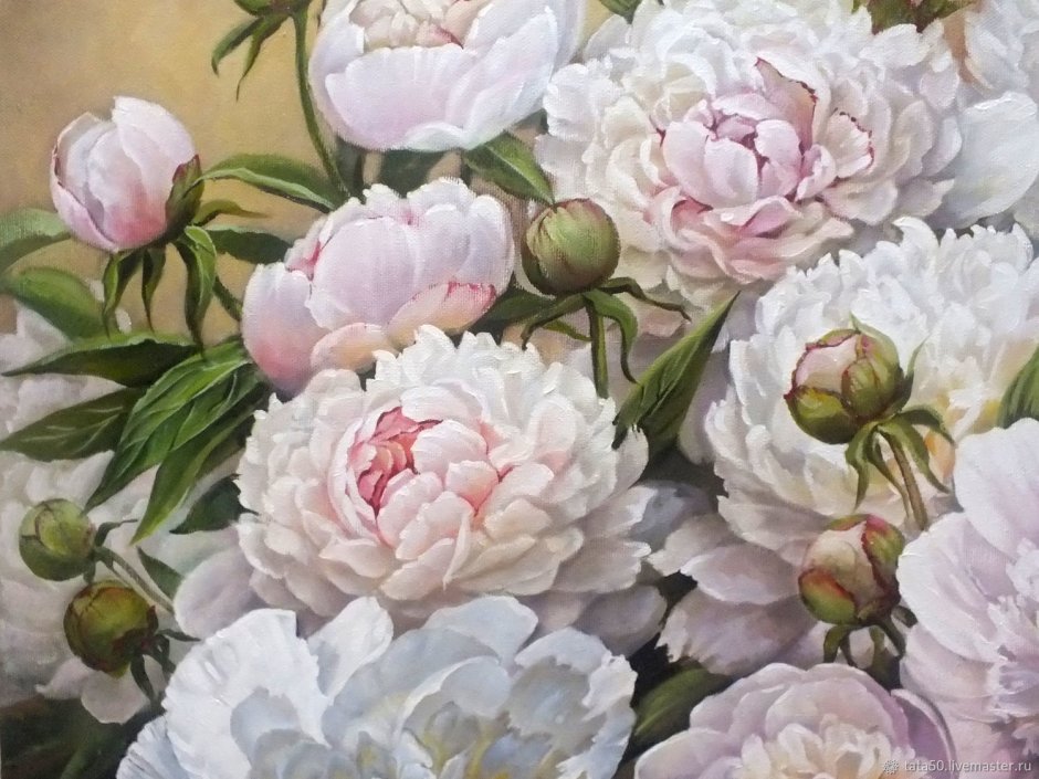 Куст бело розовых пионов картина т.Кулигина
