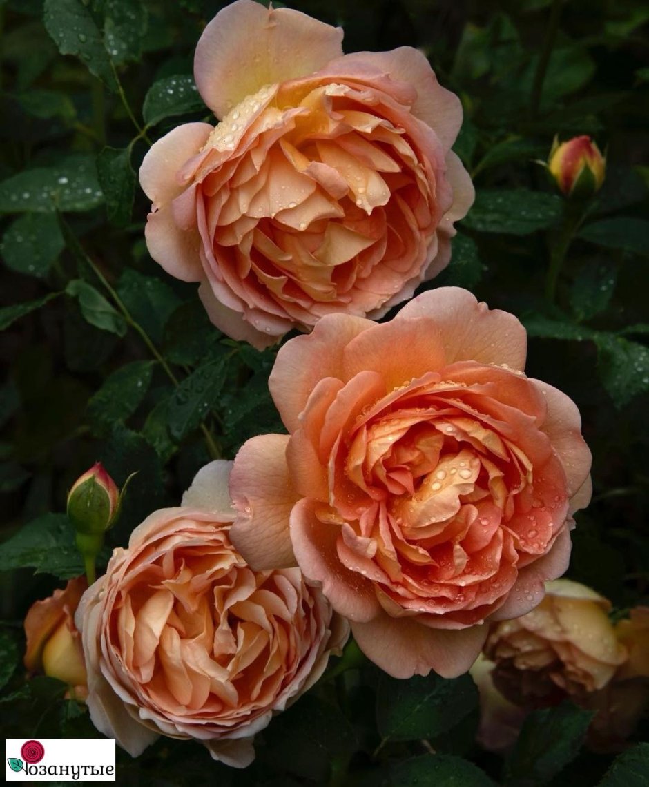 Lady of Shalott роза