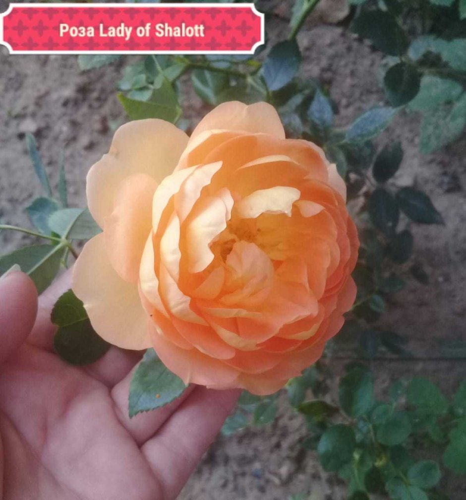 Роза леди Рафаэла