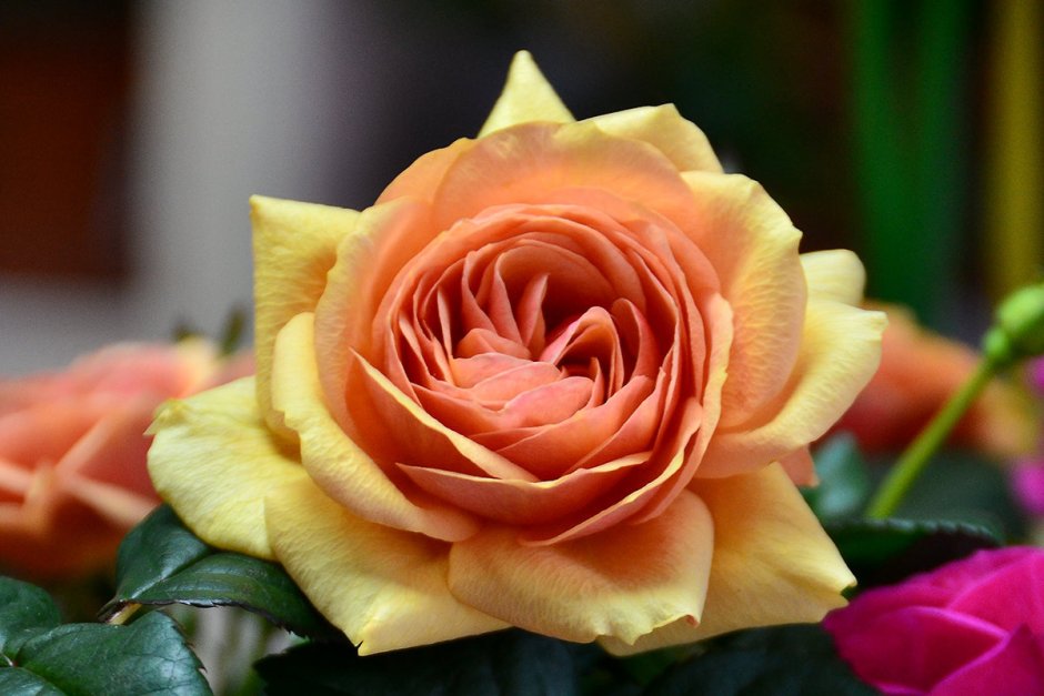 Самые красивые чайные розы