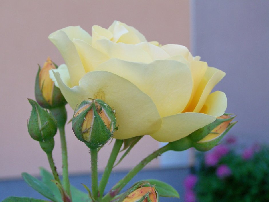Роза Ванилла розовая
