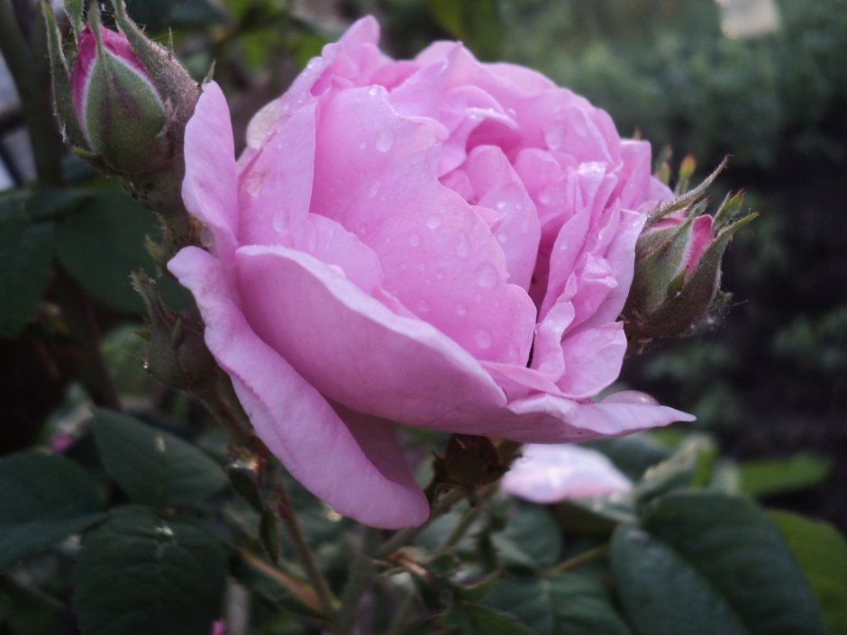 Роза simply gorgeous