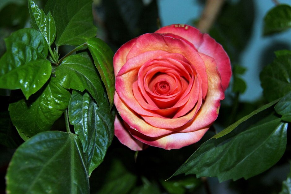 Роза чайная кустовая горшечная