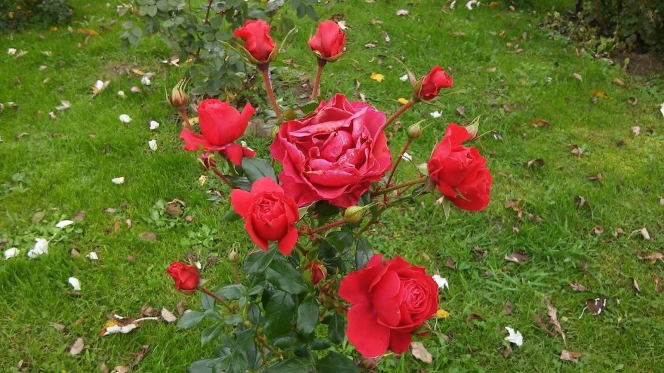 Роза черри Боника