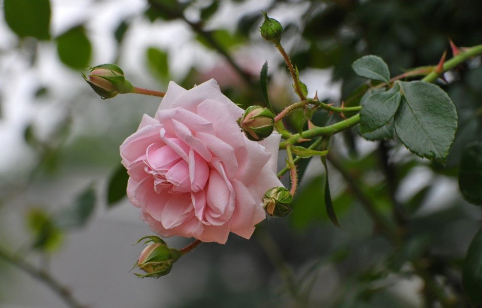 Кустовая роза бутон