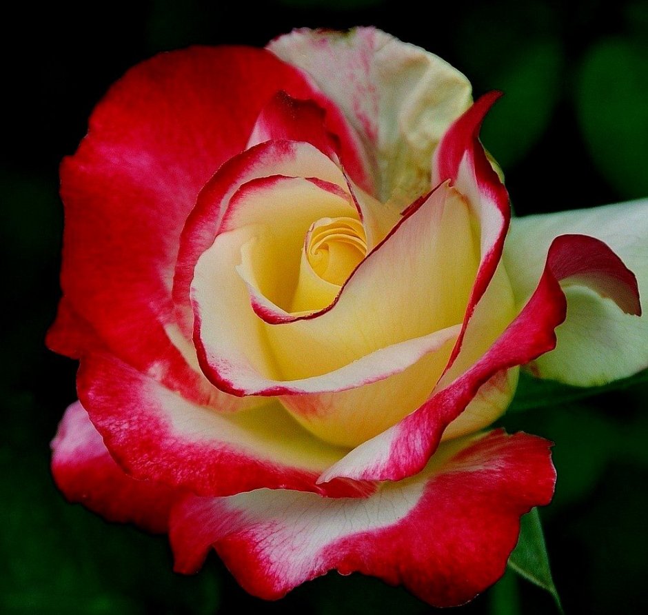 Роза черри леди энциклопедия роз