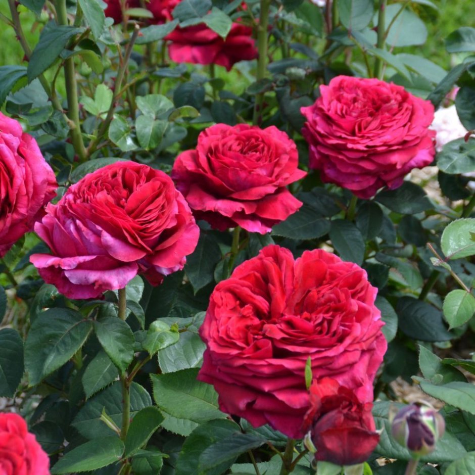 Rose des 4 Vents (роза 4 ветров), Delbard Франция