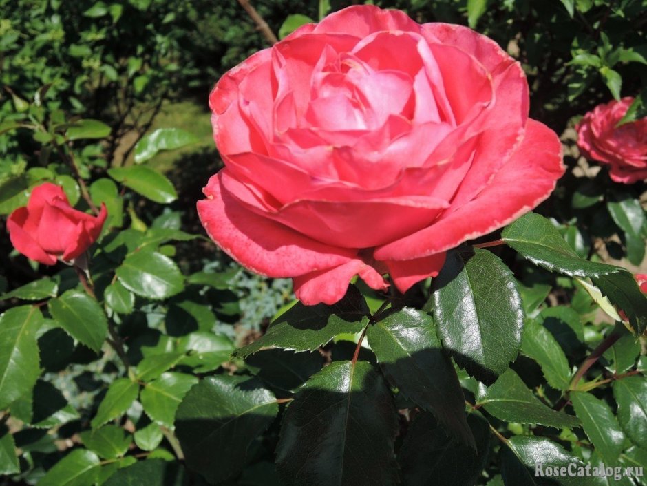 Роза чайно-гибридная Cherry Lady