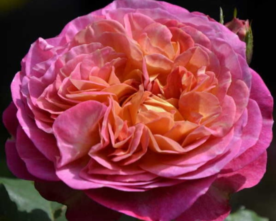 Centenaire de l'haÿ-les-Roses роза