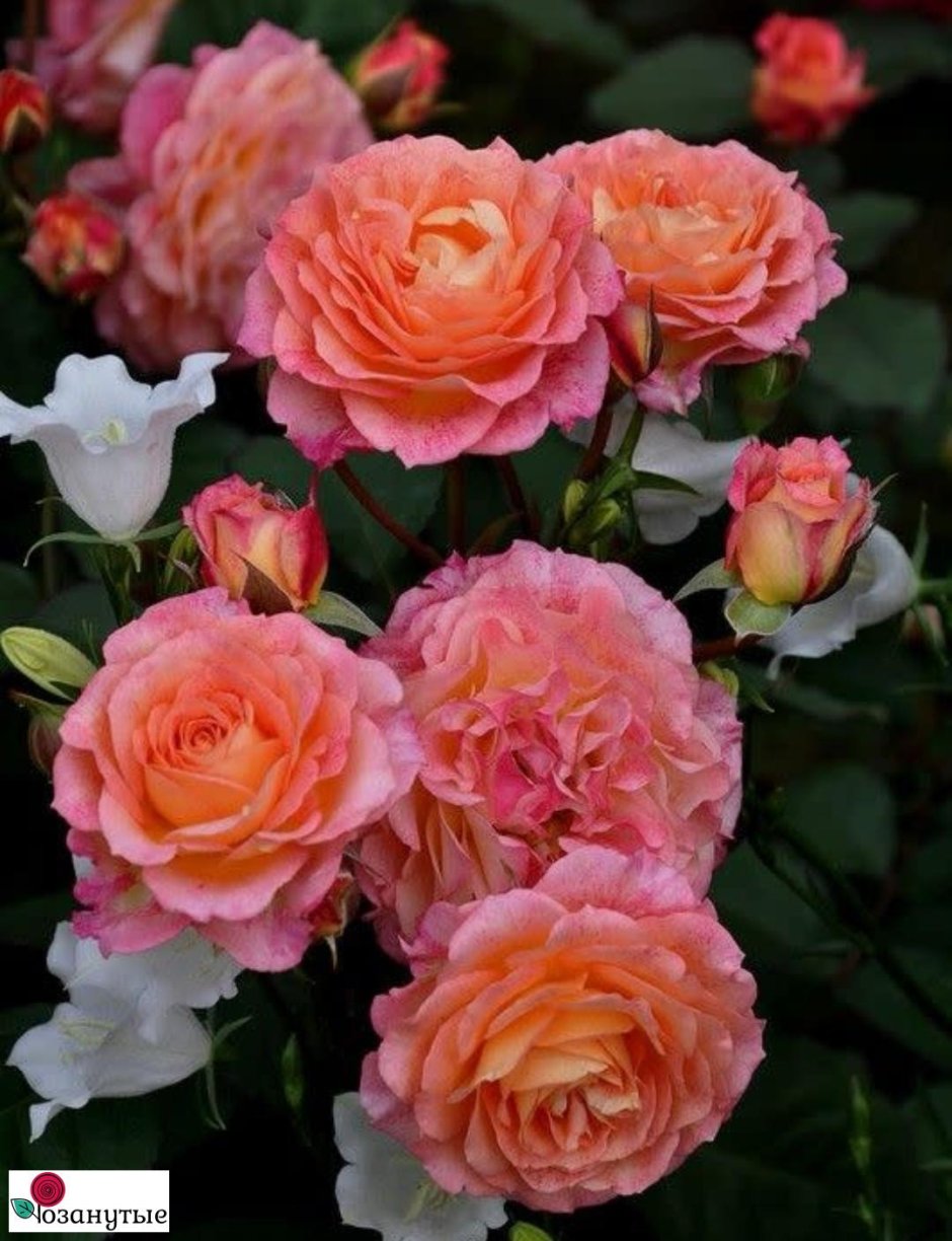 Michelle Bedrossian роза