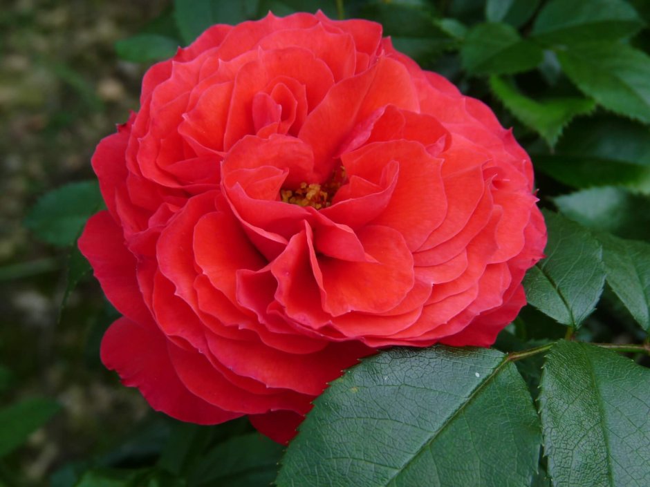 Роза флорибунда черри гёрл