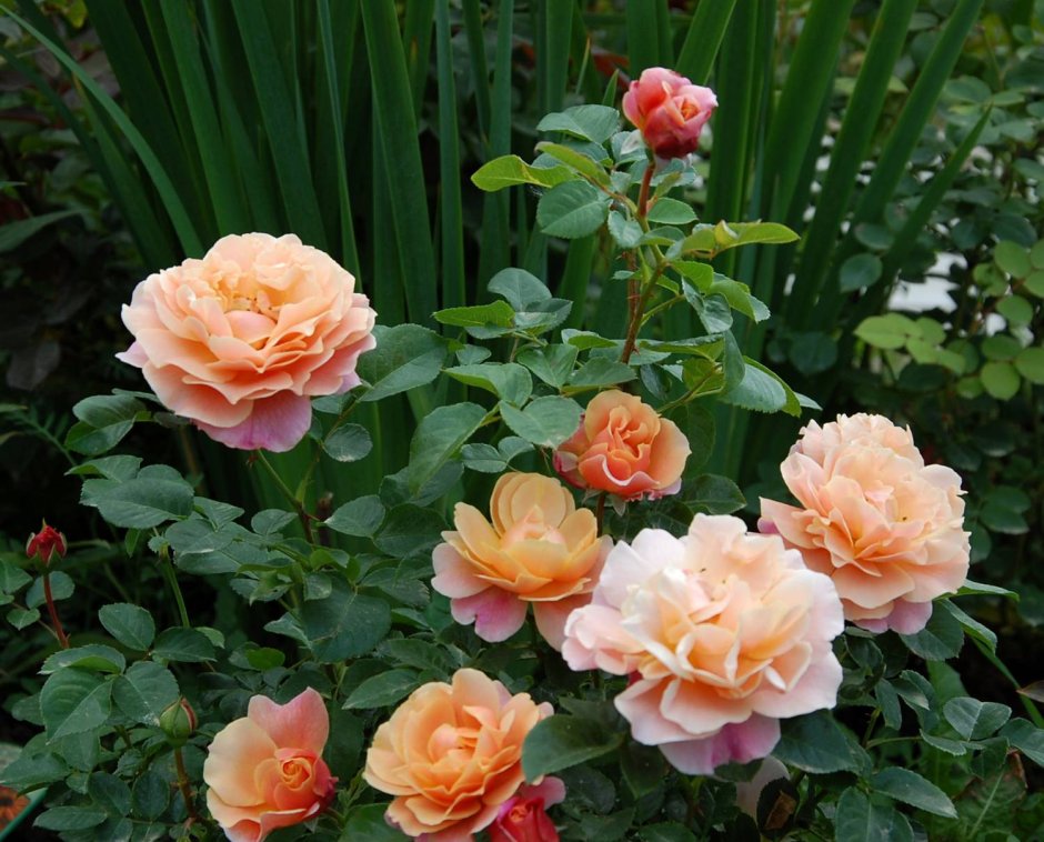 Chateau Barbeyrolles роза