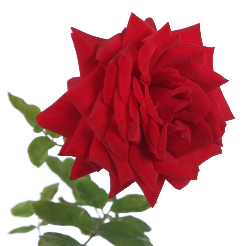 Кёр де Вандея роза