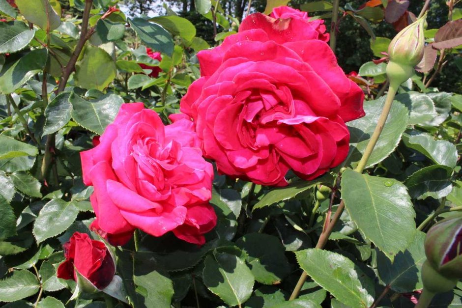 Роза чайно-гибридная Dame de coeur
